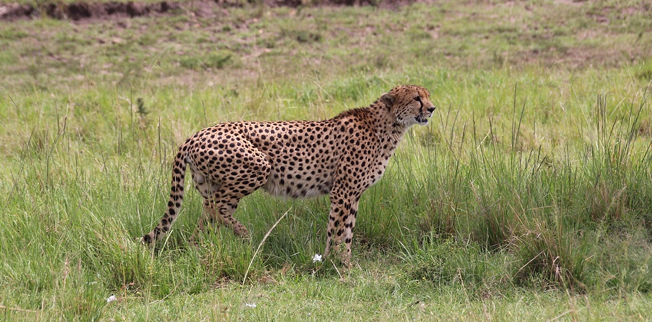 Ruka, Gepard
