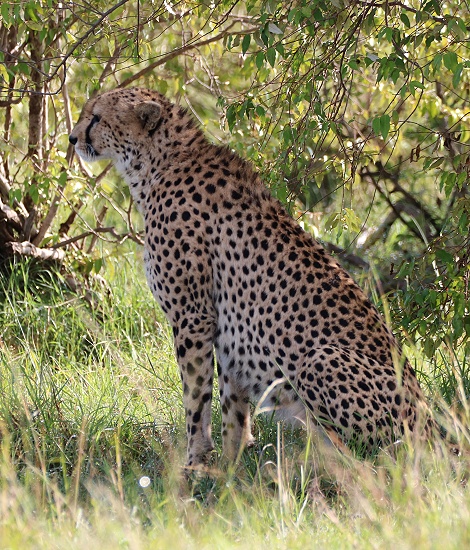 Gepard Ruka, Masai Mara