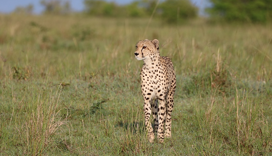 Gepard Ruka, Masai Mara