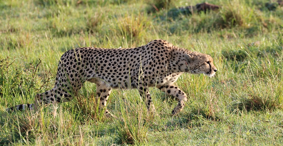 Gepard Ruka auf der Pirsch, Masai Mara