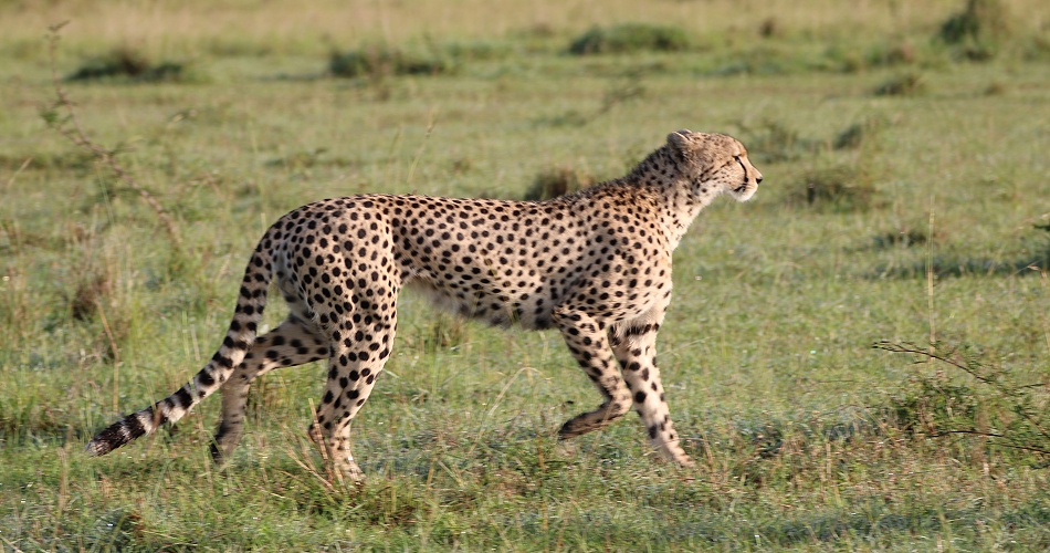 Gepard Ruka auf der Pirsch, Masai Mara