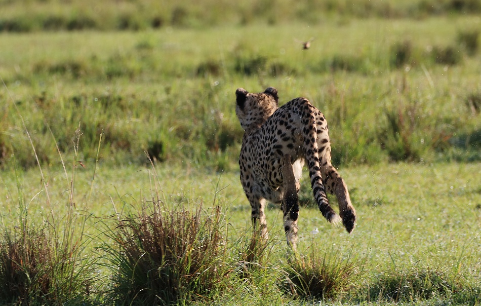Gepard Ruka auf der Pirsch, Masai Mara