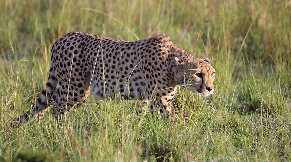 Gepard Ruka auf der Pirsch, Masai Mara