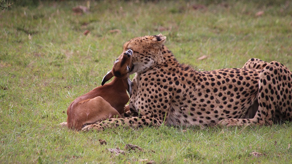 Ruka, Gepard jagt und erbeutet junges Impala