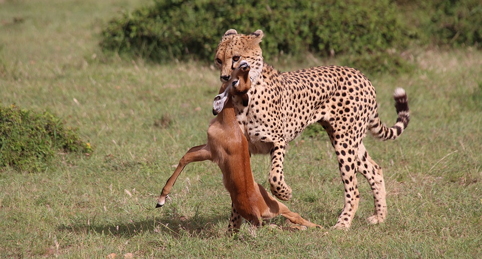 Ruka, Gepard jagt und erbeutet junges Impala