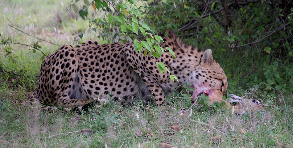 Ruka, Gepard jagt und erbeutet junges Impala