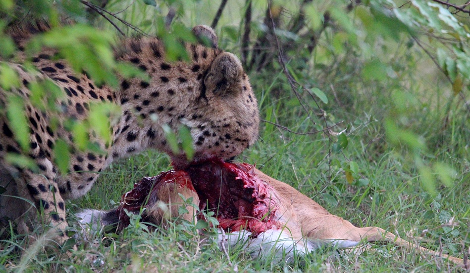 Ruka, Gepard jagt und erbeutet junges Impala
