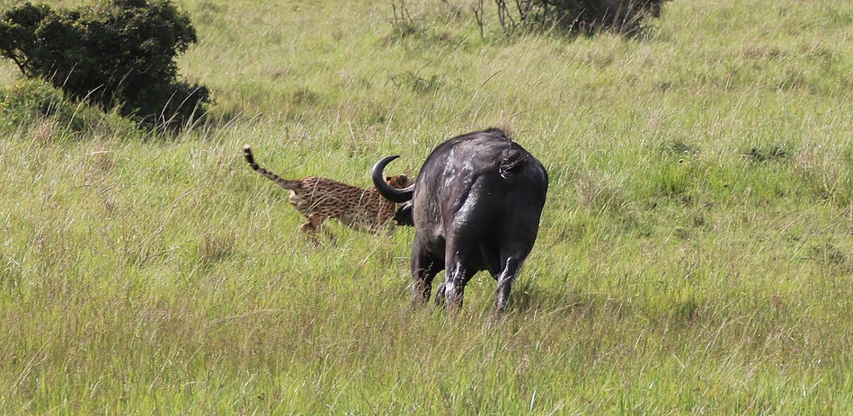 Gepard ger&auml;t an Kaffernb&uuml;ffel