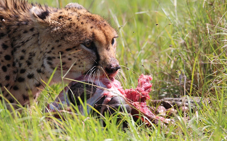 Gepard Ruka frisst Warzenschwein