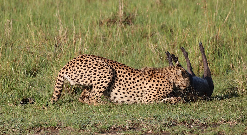 Gepard Ruka erbeutet Warzenschwein