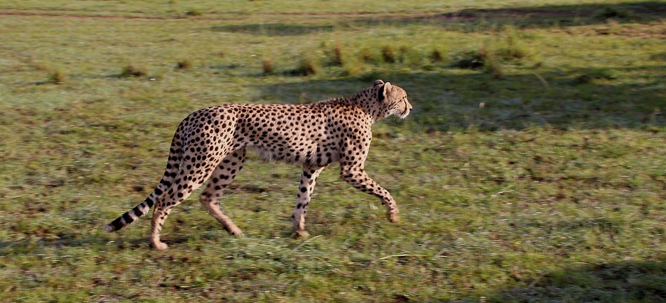Gepard Ruka erbeutet Warzenschwein