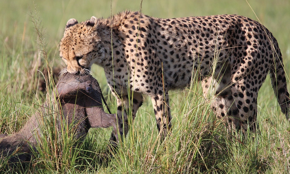 Gepard Ruka erbeutet Warzenschwein