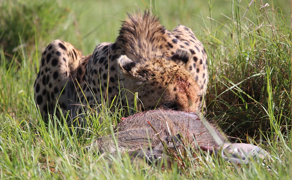 Gepard Ruka frisst Warzenschwein