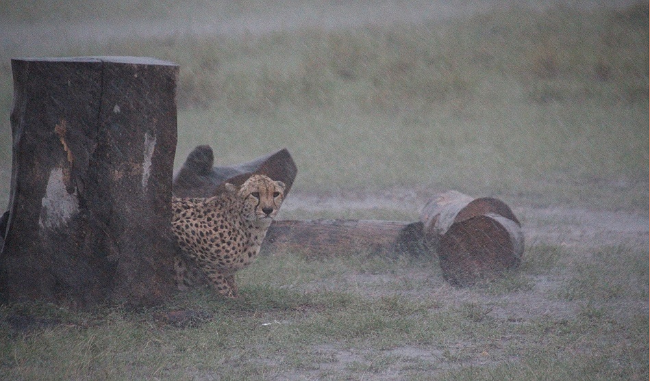 Gepard, Ruka im str&ouml;menden Regen in der Masai Mara