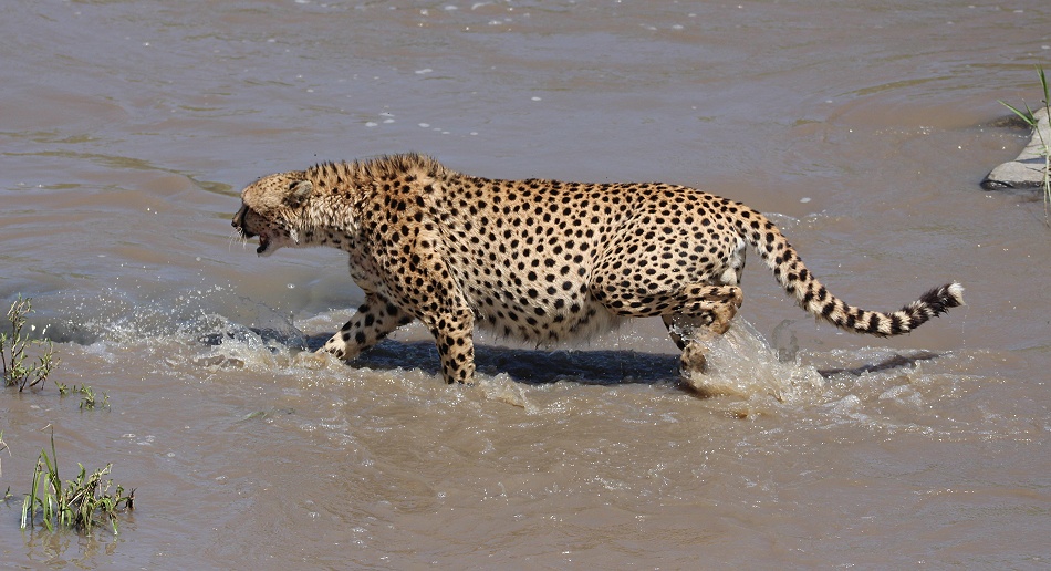Gepard Ruka, Fluss&uuml;berquerung mit vollem Bauch