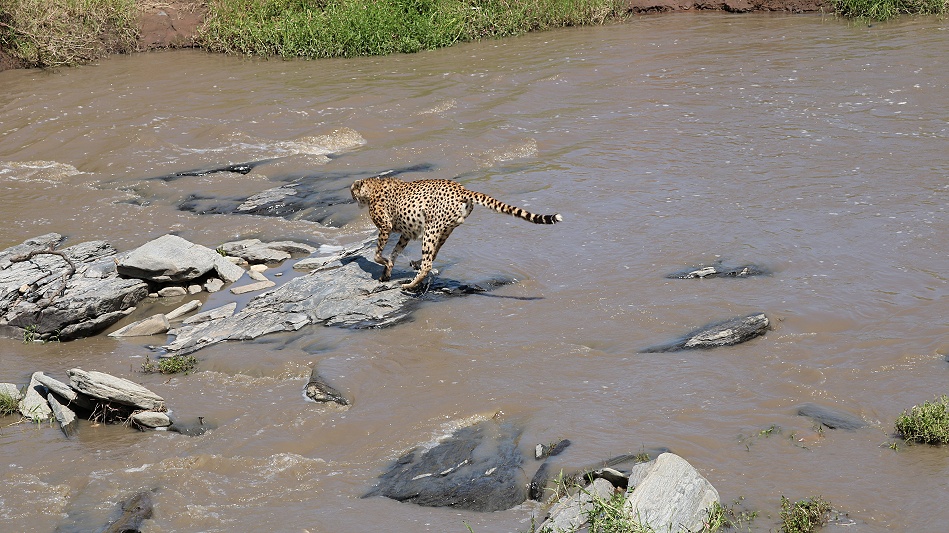 Gepard Ruka, Fluss&uuml;berquerung mit vollem Bauch