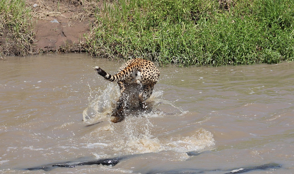 Gepard Ruka, Fluss&uuml;berquerung mit vollem Bauch