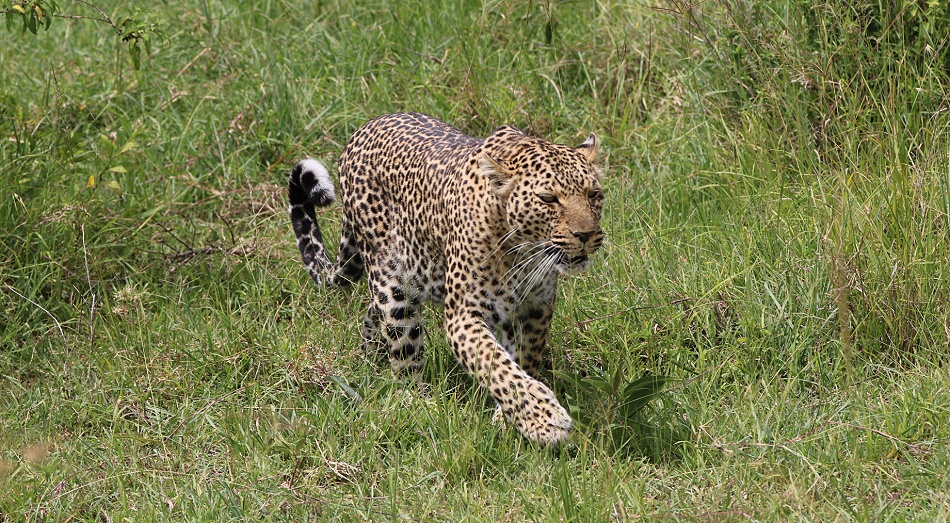 Bella two, Leopard, Masai Mara