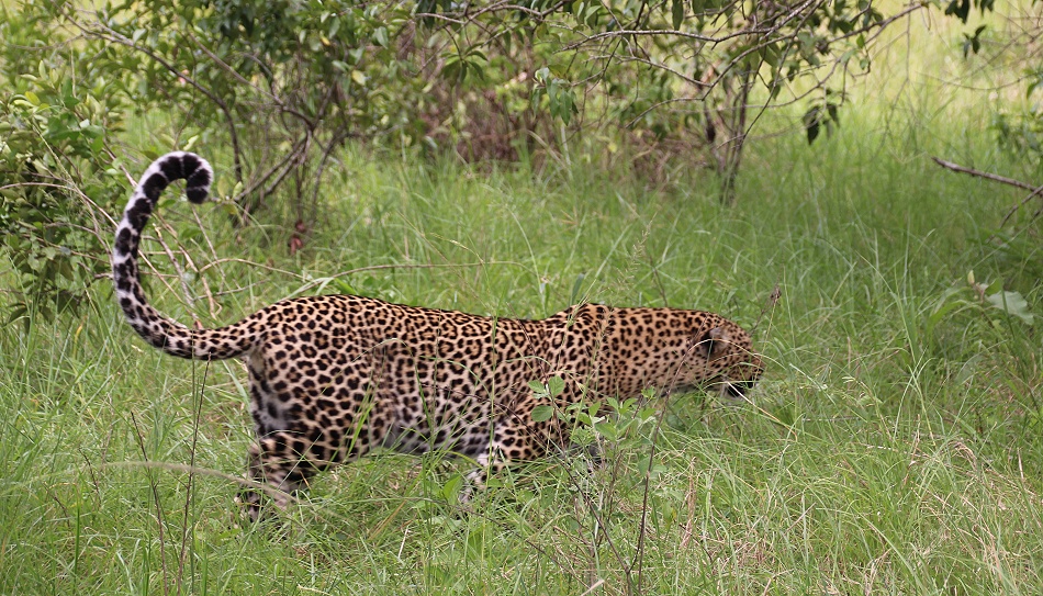 Bella two, Leopard, Masai Mara