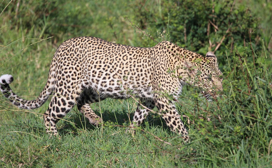 Leopard, Faulu - Masai Mara