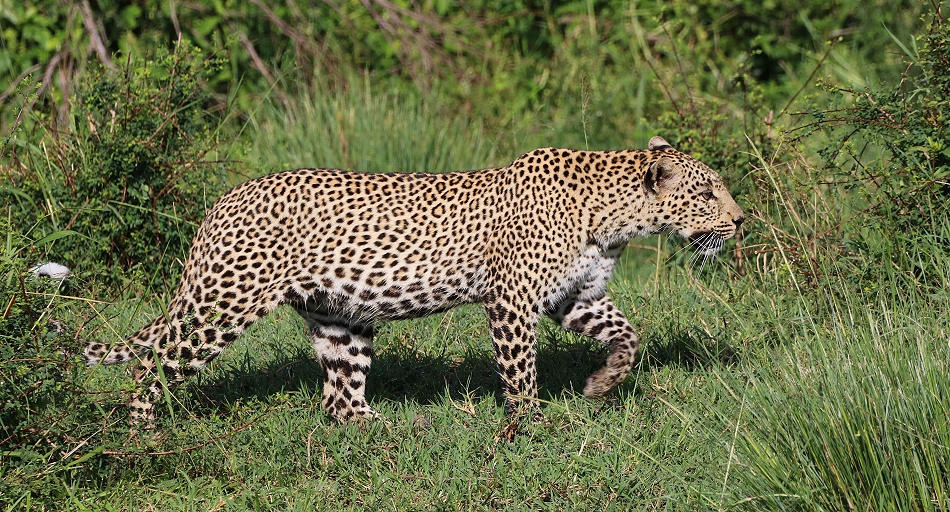 Leopard, Faulu - Masai Mara
