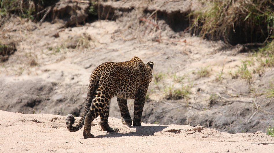 Leopard jagt Nilwaran
