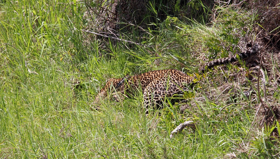 Leopard jagt Nilwaran