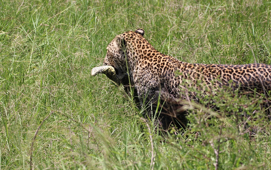 Leopard jagt Nilwaran