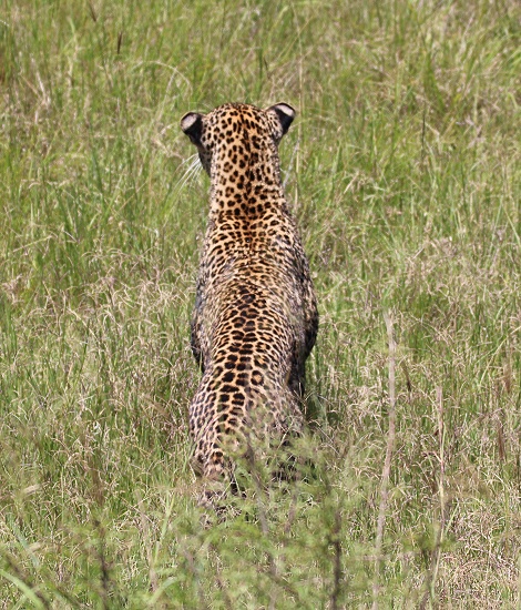 Leopard jagt Riedb&ouml;cke