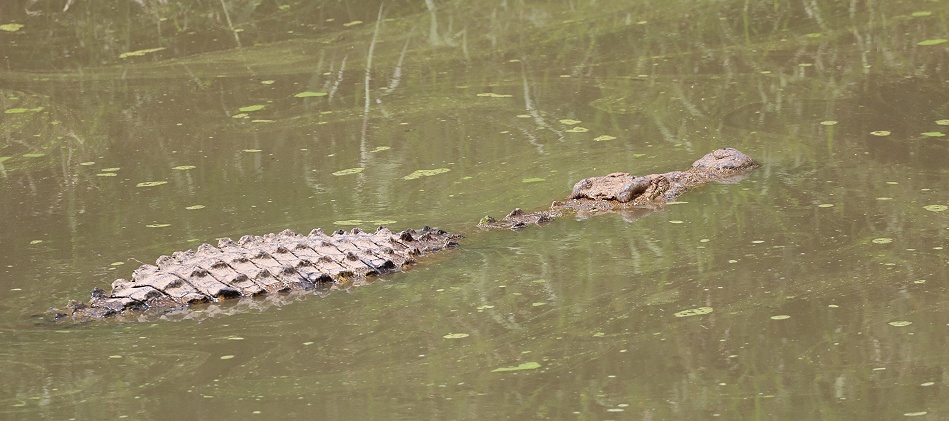 Nilkrokodil im Ol Are Orok