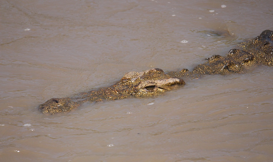 Nilkrokodil beobachtet Gepard