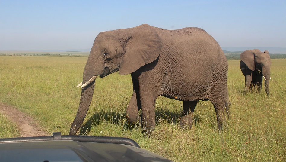 Elefanten neben dem Land Cruiser