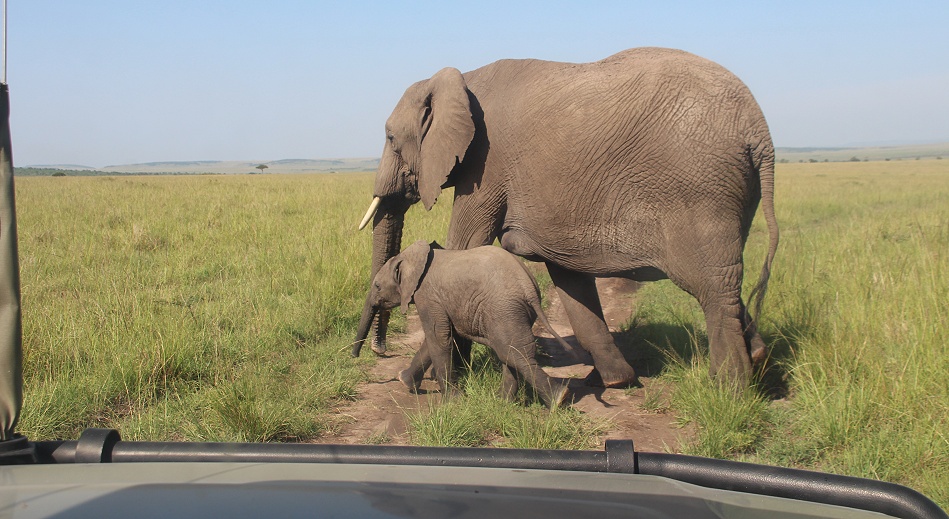 Elefanten neben dem Land Cruiser