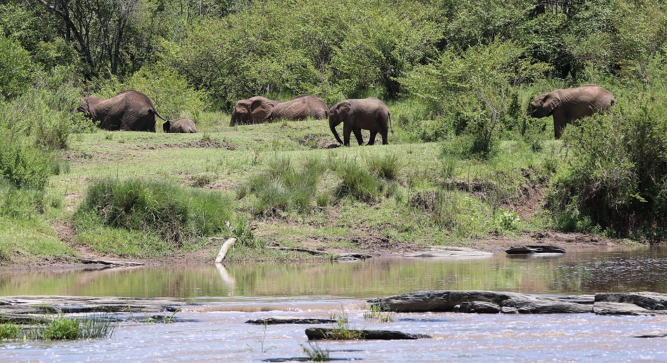 Elefanten am Ufer des Ol Are Orok, Smelling Crossing