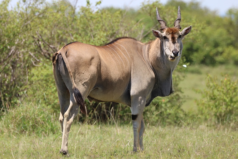 Elenantilope