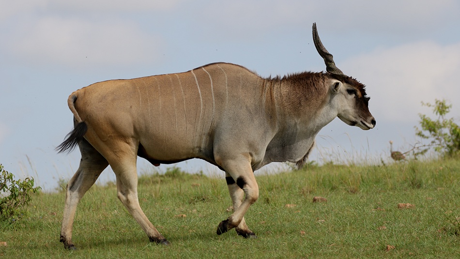Elenantilopen Bock