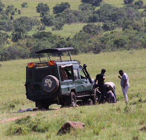 Plattfuss in der Masai Mara