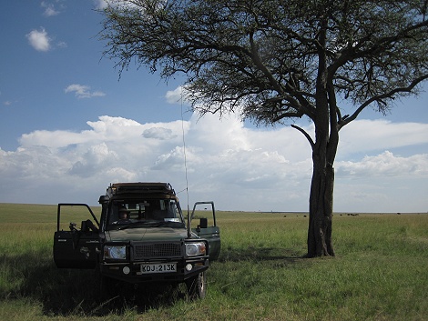 bei den Rongai L&ouml;wen M&auml;nnchen, Masai Mara