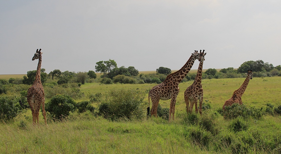 Masai Giraffen