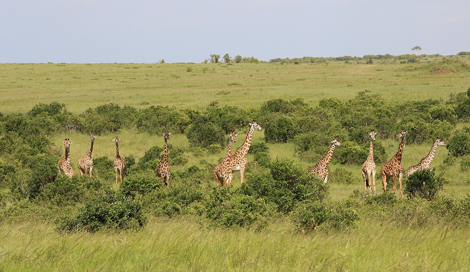 Masai Giraffen