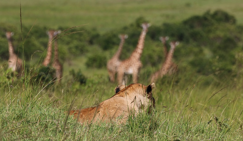 L&ouml;wen beobachten die Masai Giraffen