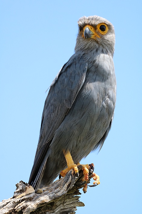 Graufalke