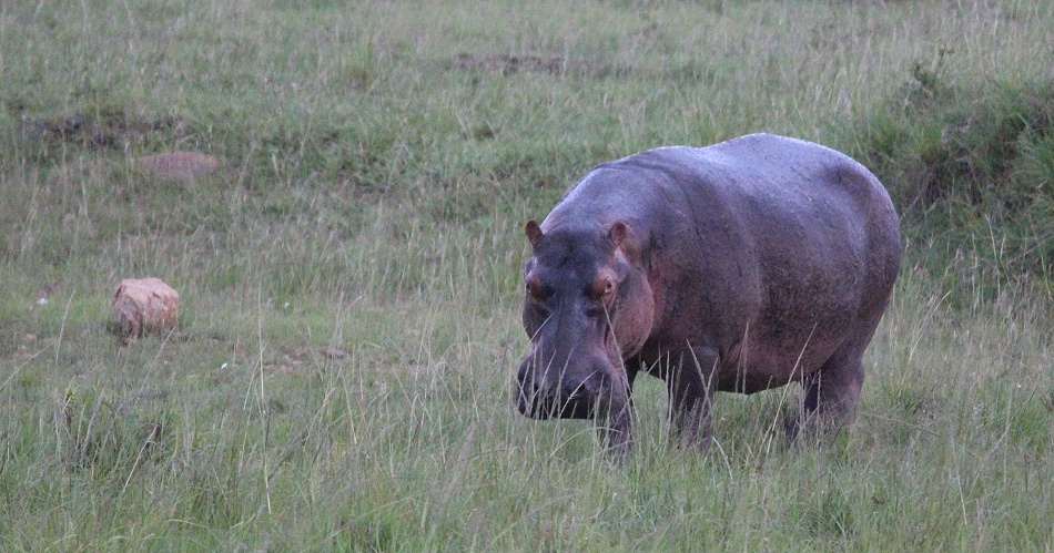 Flusspferd in der Masai Mara