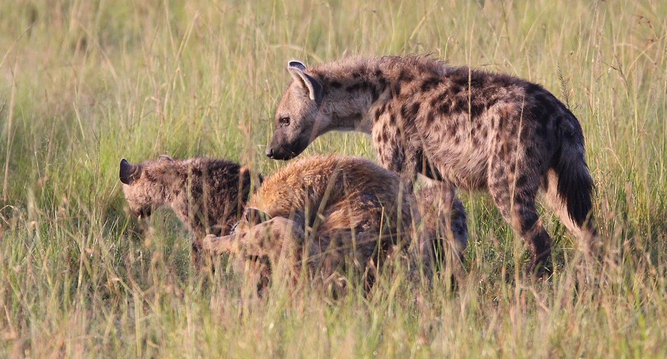 T&uuml;pfelhy&auml;nen Clan, Masai Mara