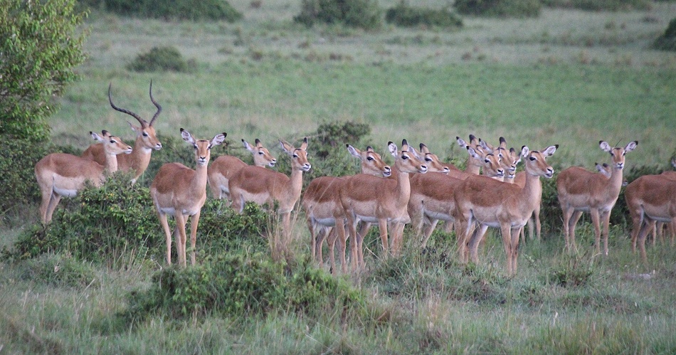 Impala Herde im Regen, Masai Mara