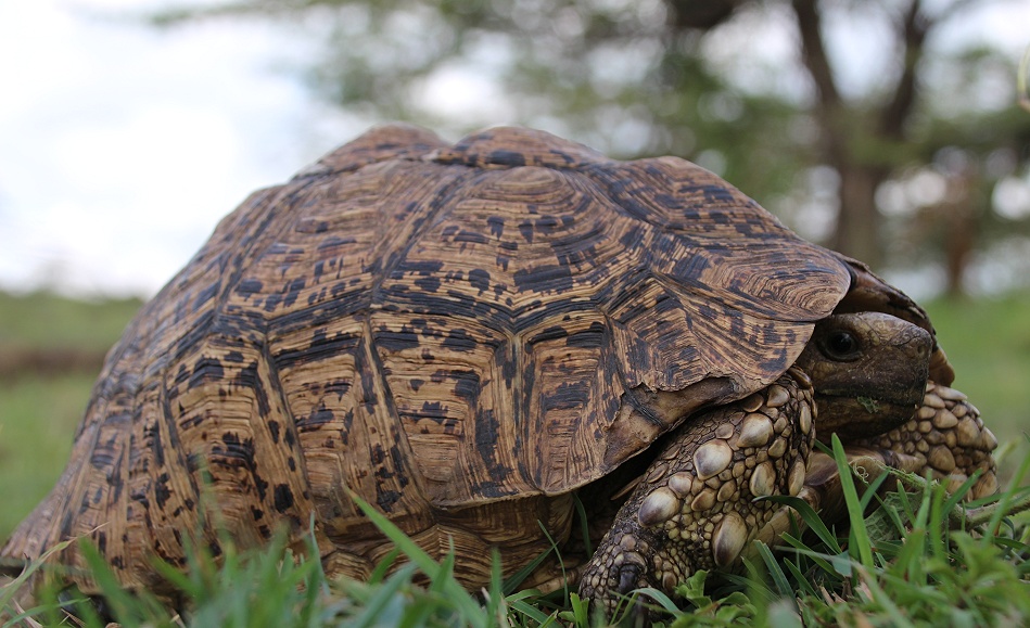 Leopardschildkr&ouml;te