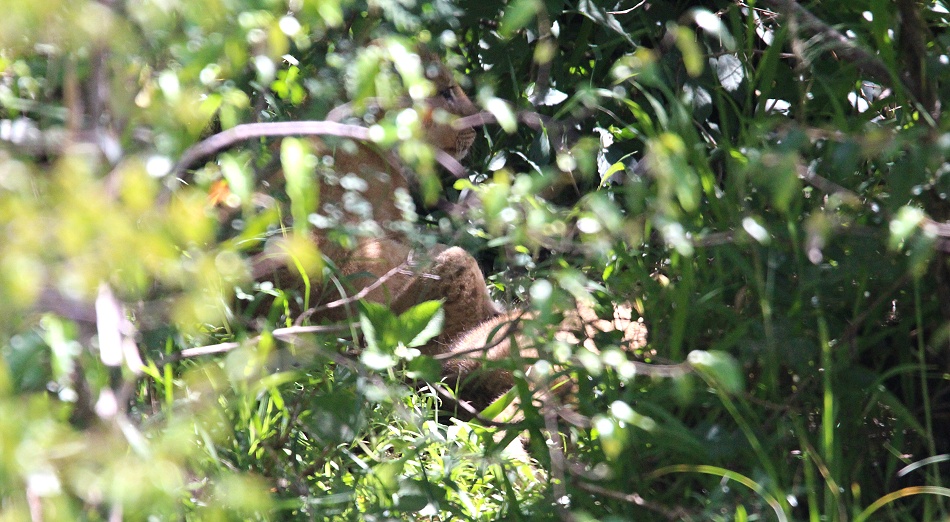 gut versteckte L&ouml;wenbabys, Masai Mara