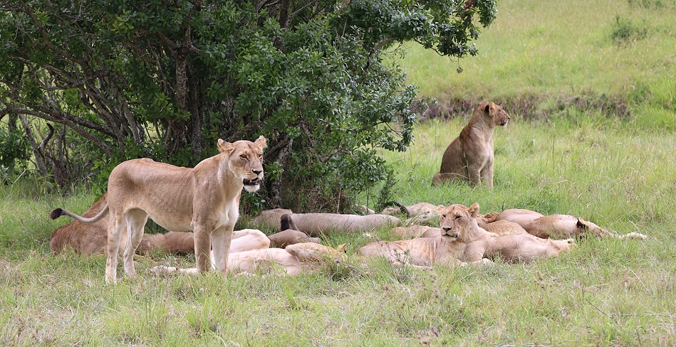 Rongai L&ouml;wenrudel, Masai Mara
