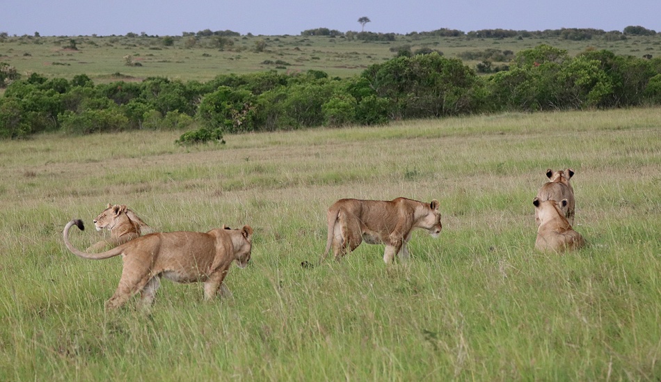 Rongai L&ouml;wenrudel, Masai Mara