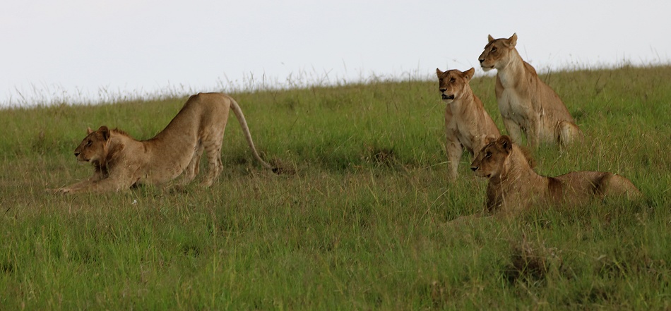 Rongai L&ouml;wenrudel, Masai Mara